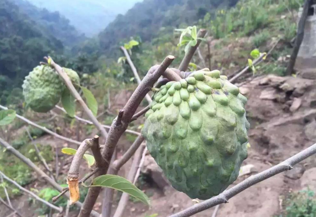 “高端水果”释迦果，价格昂贵，种植需要注意这6点