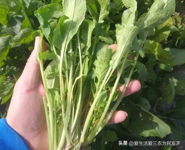 亩产4000斤，10元1公斤不愁卖，种植什么蔬菜利润这么高？