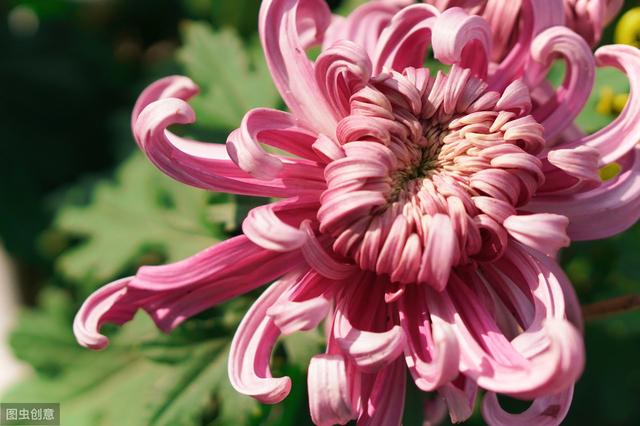 秋菊开花正当时，记住养花6要点，各种菊花轻松养