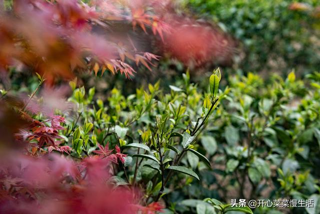 奇！广东小县城漫山遍野红似火，枫叶竟在春天变红，正是观赏季节