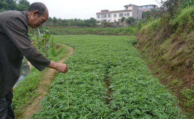 花椒树栽培技术 九叶青花椒生物学特性及育苗