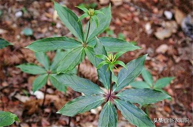 重楼栽培技术详解，想种植或者已种植的农户，可多参考参考