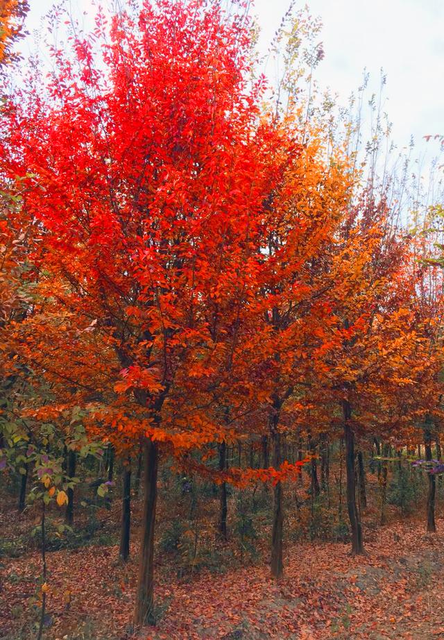 适合河南种植的10种景观树，只要管理到位，每棵能卖2000~5000元