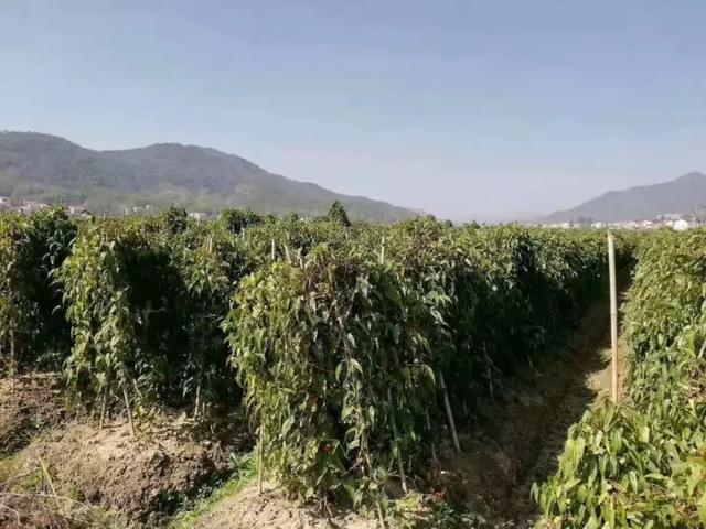 佛手山药的种植方法：山药不怕肥，山药最怕水