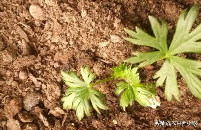 附子高产种植技术