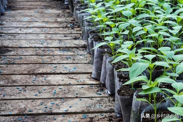 4月份种植和移栽蔬菜？上旬好还是中下旬好？要分清前后和早晚