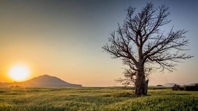 一棵树的风景（优美散文）