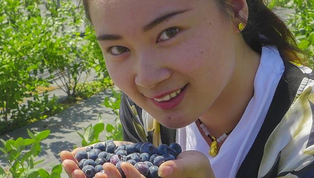 济南市最大蓝莓种植基地 帝沃丰钰生态园开始采摘了