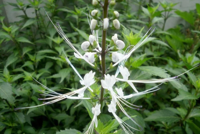 这种像“猫胡子”一样的野草，农村很常见，竟是打结石的好东西