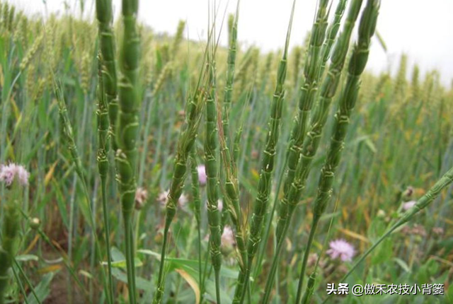 麦地里的节节麦杂草难防治？选对药物、找准时机、用对方法并不难