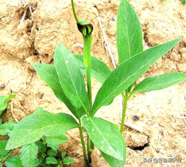 农村有一种叫“三步倒”植物，市场价值不菲，详实栽培技术分享