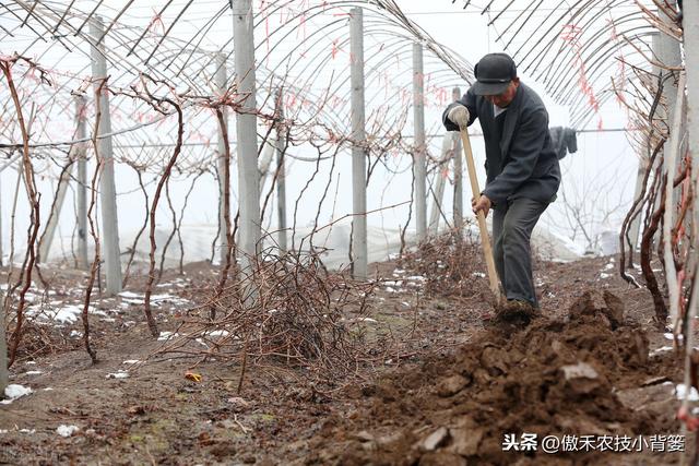 葡萄需要重点施肥的关键期：5次追肥+1次基肥，施肥技巧不相同