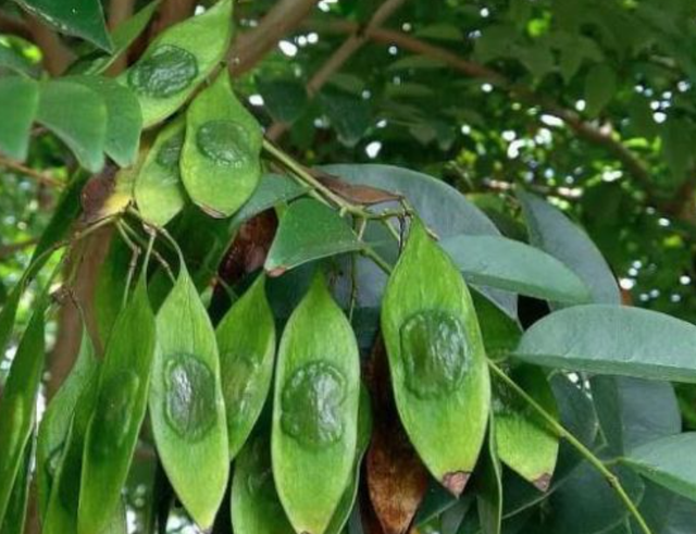 野生黄花梨已近灭绝，如何人工种植海南黄花梨？