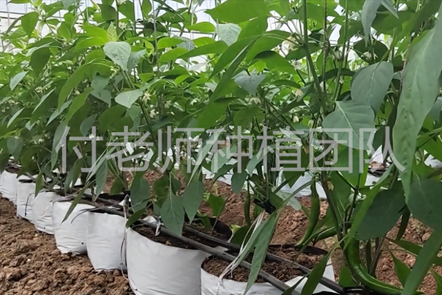 使用种植袋种植瓜果蔬菜，省钱效果好，还能防根结线虫