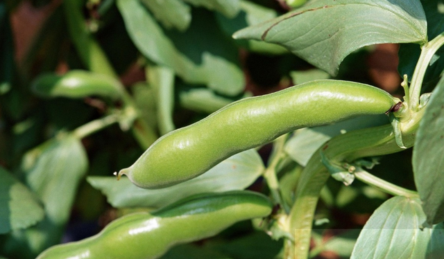 秋播蚕豆时间将至，学习5点蚕豆种植技术，种出来高产蚕豆