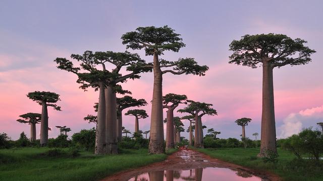 猴面包树寿命可达5000年，能吃能喝又能住，引进中国后却大变样？