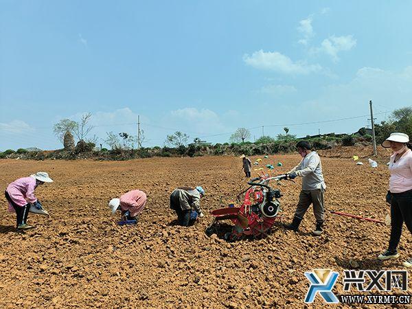 德卧镇坡告村：春耕生产正当时 300亩生姜种植忙