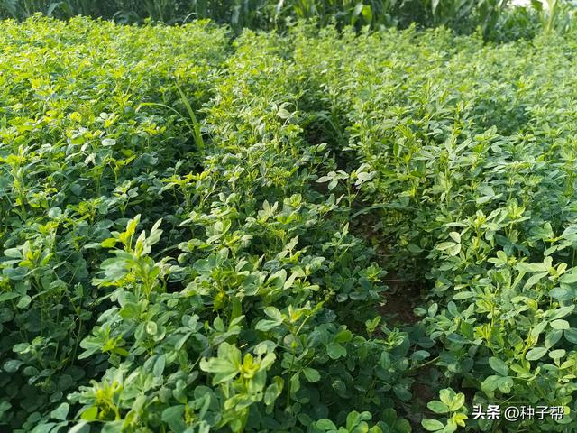 紫花苜蓿一年四季都能种？种植一次能收割5~7年，养殖效益好