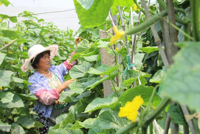 种植露地黄瓜，学会这几招，高产丰收多赚钱