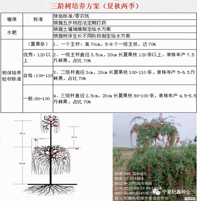 “良种+良方”枸杞高效种植模式，高产稳产不是梦