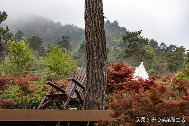 奇！广东小县城漫山遍野红似火，枫叶竟在春天变红，正是观赏季节