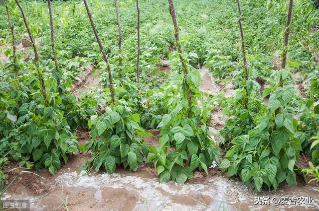 菜豆栽培技术，过程都在这里了，需要的朋友可以收藏