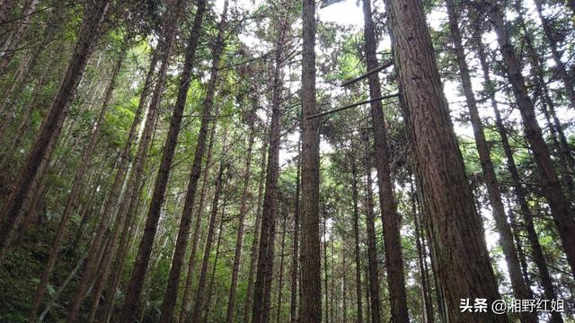 南岭山脉大山深处野货多，找野生灵芝和采蘑菇一样，同样有诀窍