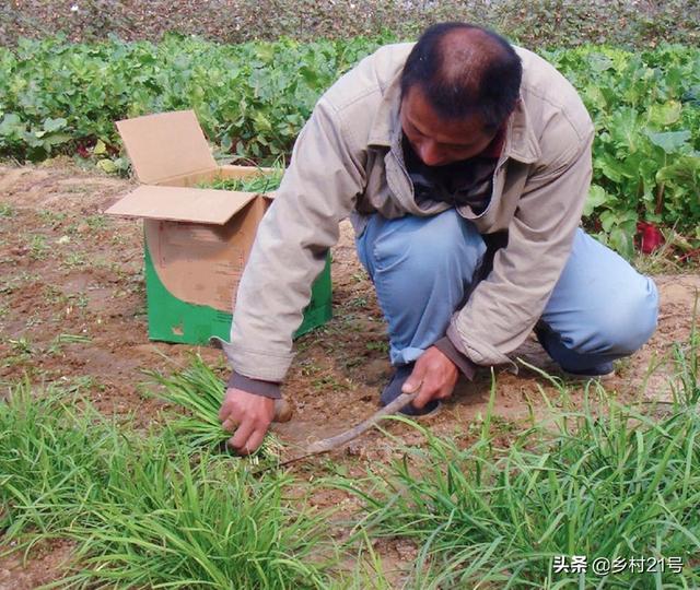 农村人最爱种植的三种菜，种植一次可多次收成，附上高产种植方法