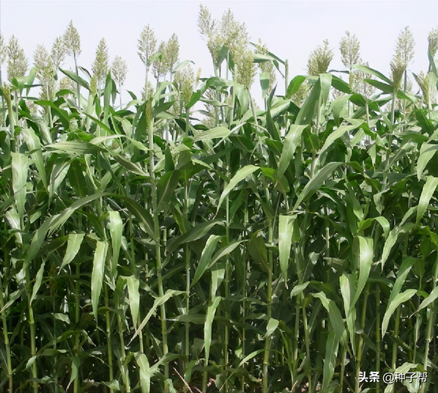 山西养牛羊种什么牧草？一年生、多年生都在这了，了解清楚再种植