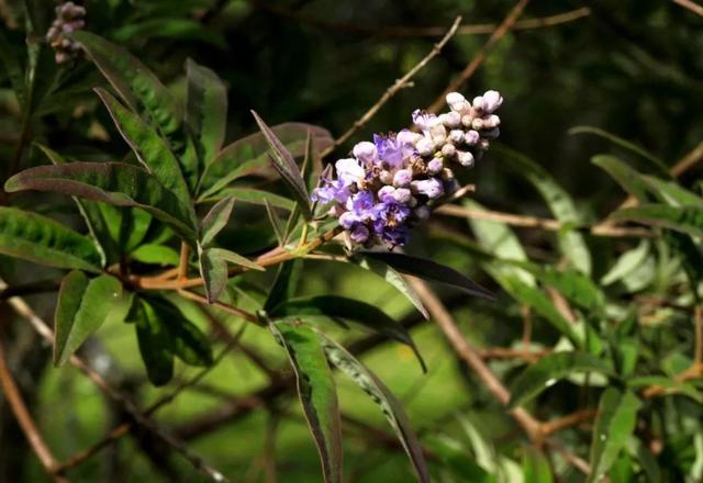 这棵大号薰衣草，一年开花5个月，更多花更耐热更好养