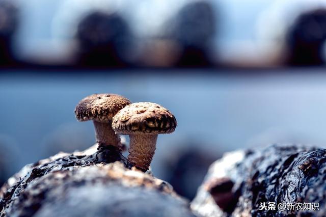 香菇栽培技术！想要高产？你值得收藏