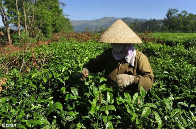 高产绿茶种植技术，抓住这7个要点，保证绿茶的质量