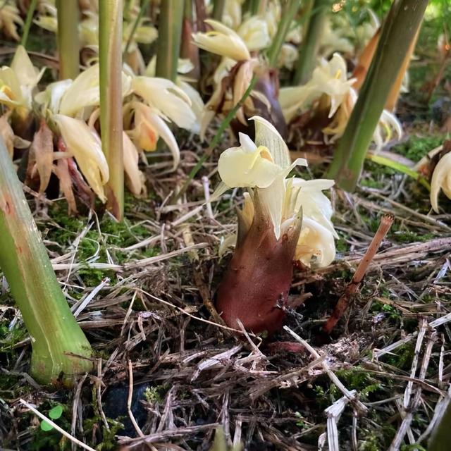 自带野菜清新的茗荷，在日本却有着“吃它会变得健忘”的说法