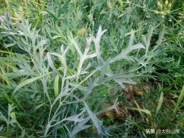 中草药防风的种植技术介绍