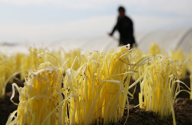 韭黄种植季节到，掌握7点韭黄种植技术，一个冬天收获3、4茬韭黄