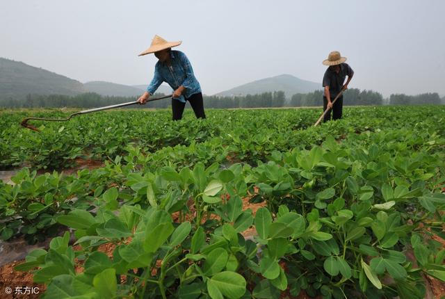 都说花生田香附子难防治，注意这些事项，死草快并且不易发生药害