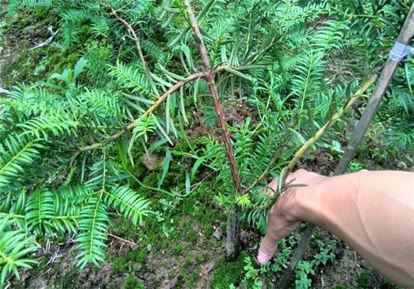 香榧种植技术，主要有以下几个要点，掌握好产量不愁，品质无忧