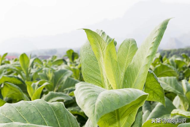 烤烟高质量栽培技术，种植户不要错过，加快农民脱贫致富步伐