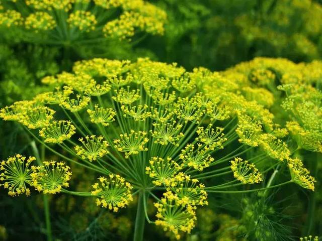 阳台种花种菜不稀奇，会种草药算本事~10种草药自种法，快种起来~