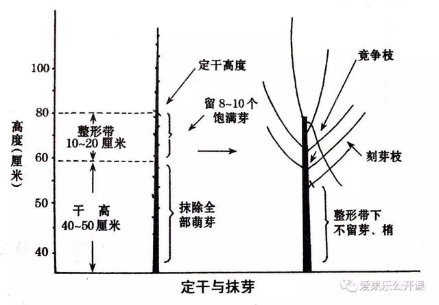 城市行道树的种植、固定、修剪、质量规范和监督标准