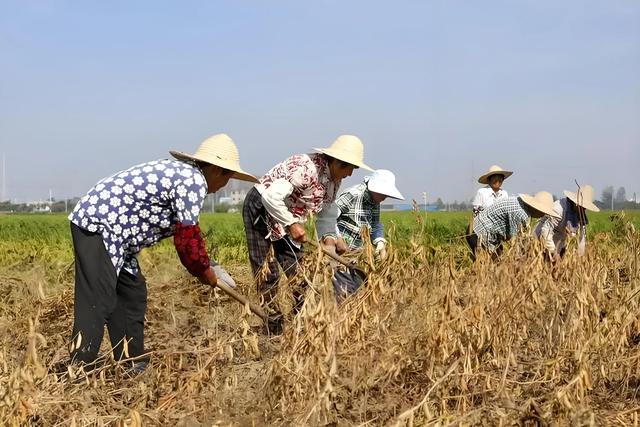 黄豆种植全攻略：从入门到精通