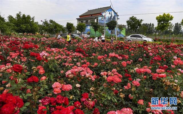 陕西洛南：铺满鲜花的玫瑰小镇