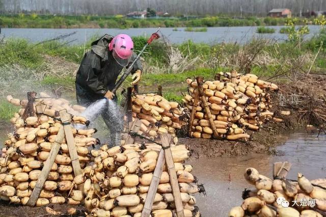 全国80%的莲藕竟然都来自湖北的这些地方！作为湖北人你知道吗？