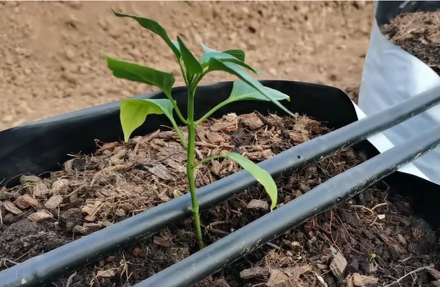 种植袋种植辣椒，换茬时不用换基质，简单处理后就能栽种