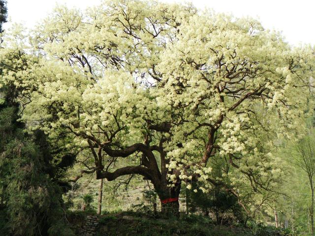 适合河南种植的10种景观树，只要管理到位，每棵能卖2000~5000元