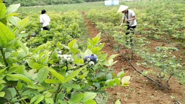 80大叔花20年破解蓝莓密码，种植万亩年产1亿，带两千多农民致富