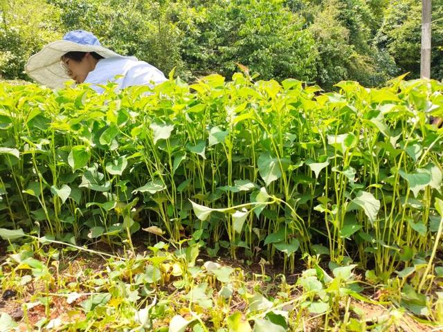 掌控未来的绿色金矿：鱼腥草的种植与销售大揭秘！