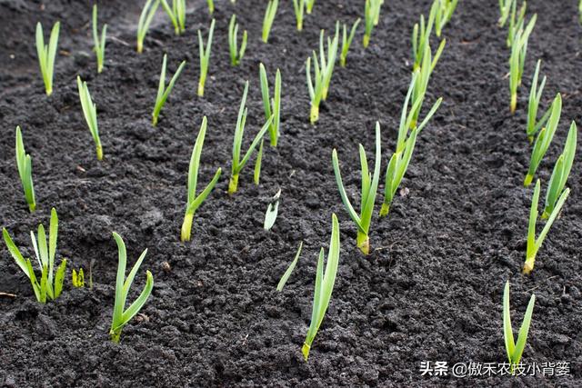 不分瓣的单瓣独头蒜是怎样种出来的？掌握住这8个种植技巧