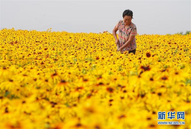 中药材种植绽放“美丽经济”