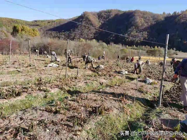 人参种植基地